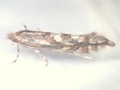 Phyllonorycter hostis